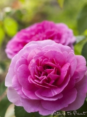 Kunstdrucke mit Englischen Rosen