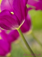Tulpenbild Purple Dream als Leinwandbild, Kunstdruck oder Fototapete