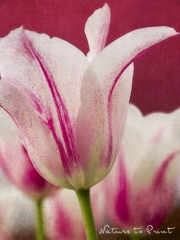 Tulpenbild Rendvous mit Marilyn als Leinwandbild oder Kunstdruck