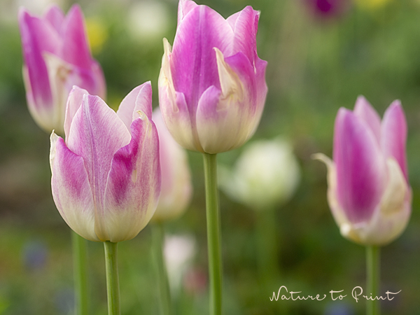 Tulpenbild Elegant Lady im Garten als Leinwandbild oder ma�geschneiderte Fototapete