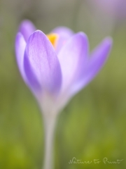Blumenbild zarte Krokusbl�te im Vorfr�hling