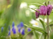 Blumenbild auf Leinwand oder Fototapete: Schachbrettblumen im Gartenbeet