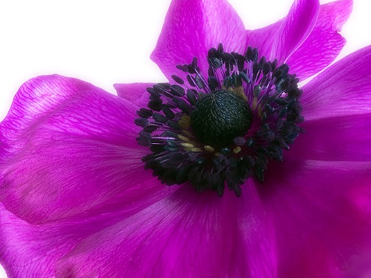 Blumenbild Anemone. Dressed for the Show