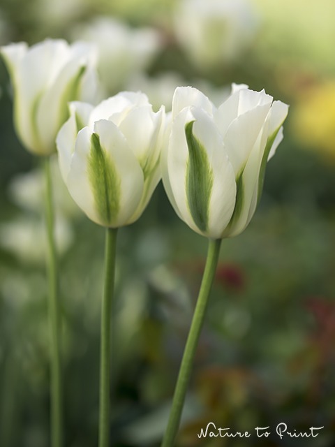 Tulpenbild Spring Green