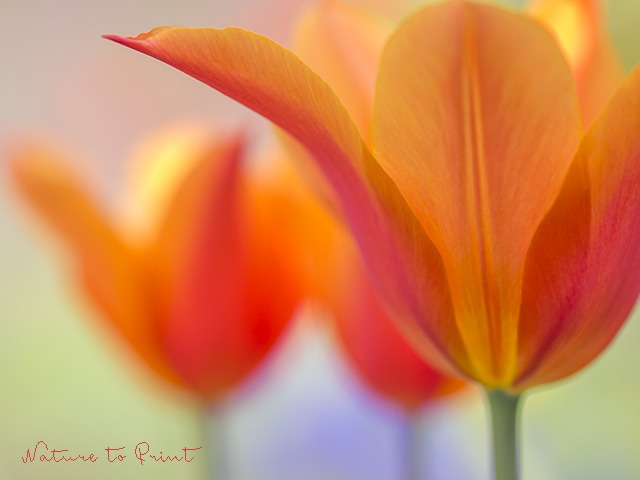 Orange Beauty