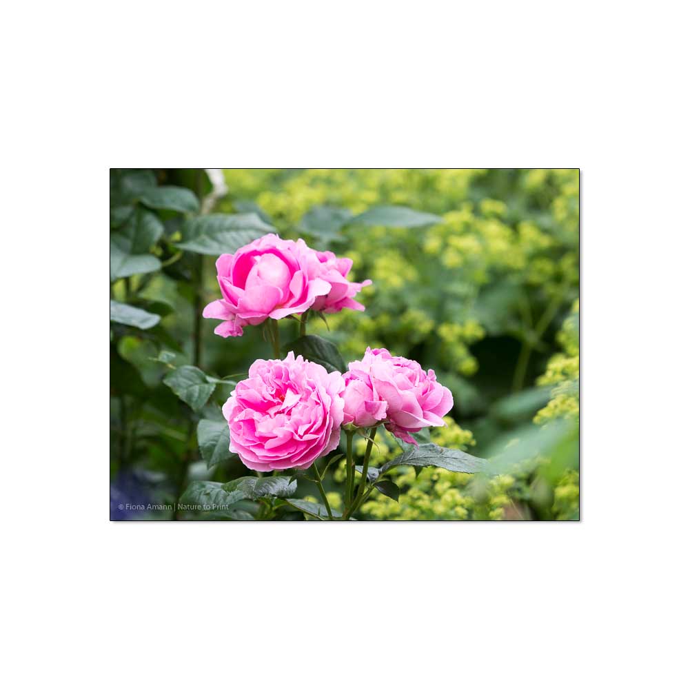Rosen pflanzen: Rose Mary Rose im Rosengarten