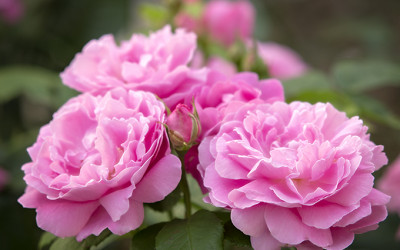 4 neue Rosen pflanzen am Sonnenhang