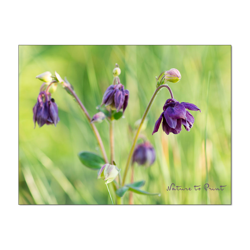 Violette Akelei mit kleinen gefüllten Blüten im Garten von Nature to Print