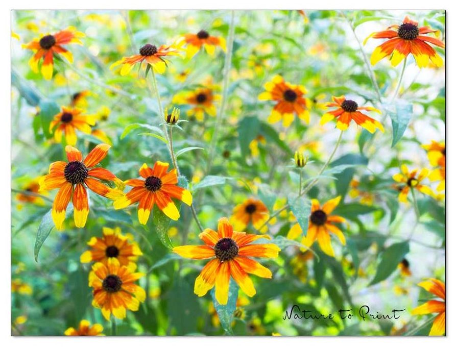 Rudbeckia triloba, Oktober-Sonnenhut punktet mit Blütenfülle in sonnigen Farben
