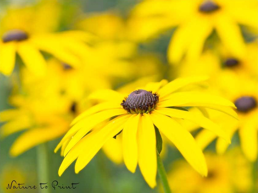 Sonnige Blüten mit schwarzer Mitte: Rudbeckien lieben den Kontrast