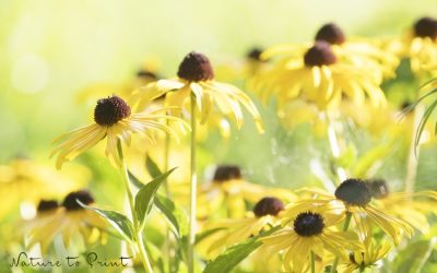 Echter Sonnenhut Rudbeckia bringt Licht in den Halbschatten