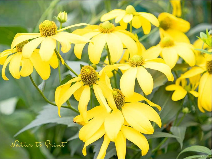 Rudbeckia nitida, Glänzender Sonnenhut, Fallschirm-Sonnenhut