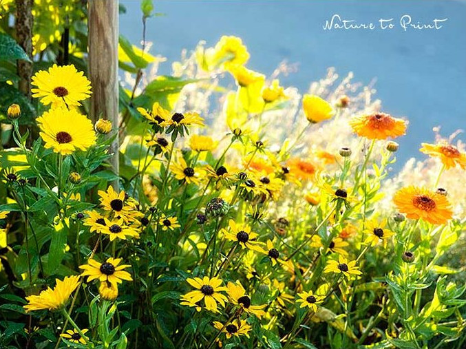 Ein Sonnenbeet mit Rudbeckia und Ringelbumen