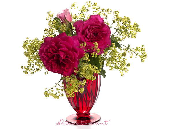 Zwei Blüten der englischen Rose Sir John Betjeman und eine Rosenknospe und Frauenmantel in einem roten Wasserglas von Nachtmann