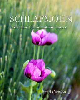 Schlafmohn im Garten, die verbotene Schönheit

Da blüht er ja wieder. Dieses Jahr hat sich Schlafmohn in der Gartenmauer zwischen Lavendel, Allium, Gartensalbei und Goldsedum versteckt und reckt nun wacker seine lila Blüten in die Sonne. Glück gehabt.

Ginge es nach dem Gesetz hätte ich jäten müssen. Aber in meinem Garten wachsen so viele unterschiedliche Mohne, bevor sie blühen, kann (und will) ich sie nicht von einander unterscheiden.

Mohn ist eine Kultur- und Bienenpflanze und wird nachweislich ab ca. 6000 v. Chr. angebaut. Man gewinnt aus ihm Mohnsamen u. a. für allerlei Gebäck und Mohnöl. In Österreich darf man Schlafmohn anbauen, auch im großen Stil. Hierzulande braucht selbst der Kleingärtner dafür eine kostenpflichtige Genehmigung. Ich nenne das Behörden-Irrsinn. Völlig zwecklos, denn Schlafmohn kann nicht lesen und wächst deswegen exakt da, wo er will.

Im Blog: Schlafmohn im Garten mit Bildern und Videos
https://www.wo-blumenbilder-wachsen.de/schlafmohn-im-garten/

Kurzlink: https://www.insbeet.de/Schlafmohn

#mohn #papaver #poppy #arzneimohn #pflanzen #pflanzenliebe #plants #blumen #gartengestaltung #blumenwissen #natur #meinschönergarten #gartenwissen #gartentipps #garten #schlafmohn #blumengarten #gartenfragen #gartenliebe #lebenmitblumen #gartenblog #verboten