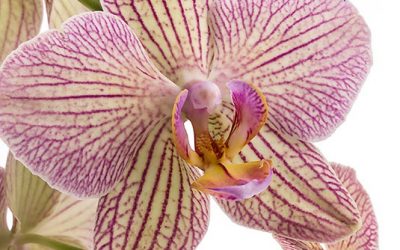 Das kleine Pflege-1×1 der Schmetterlings-Orchideen