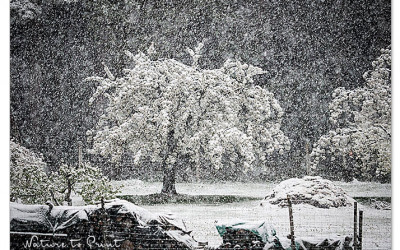 Spätfrost Anfang Mai rafft in Kirschfranken alles dahin