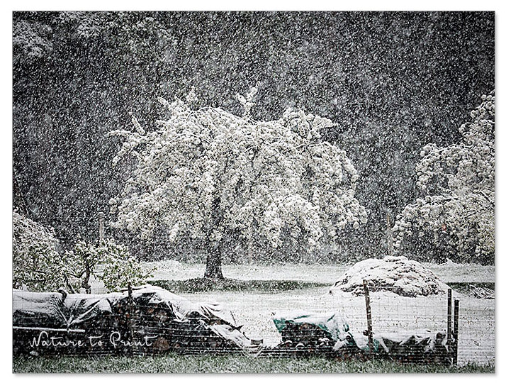 Spätfrost und Wintereinbruch auf dem Lindelberg in Franken