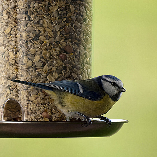 Vögel füttern ist wichtig und richtig | Blaumeise am Futtersilo