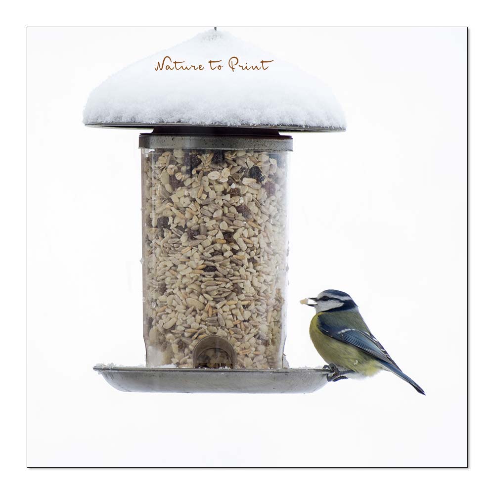 Vögel füttern im Winter | Blaumeise am Futtersilo