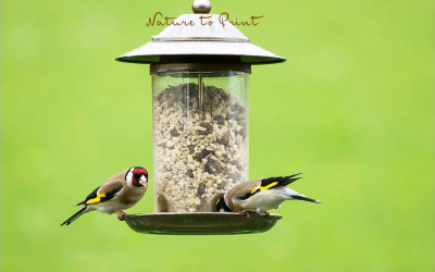 Wildvögel füttern macht Spaß, ist gut für Garten und Natur