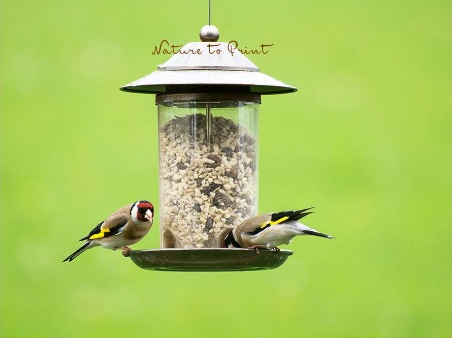 Vögel füttern macht schon beim Zugucken jede Menge Spaß. Distelfinken / Stieglitze am Futterautomat