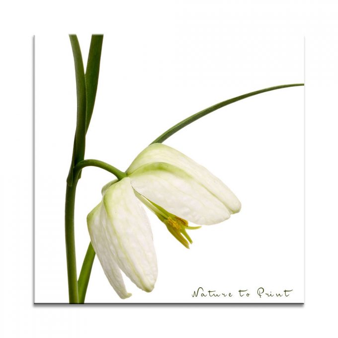 Blumenbild Weiße Schachbrettblume 