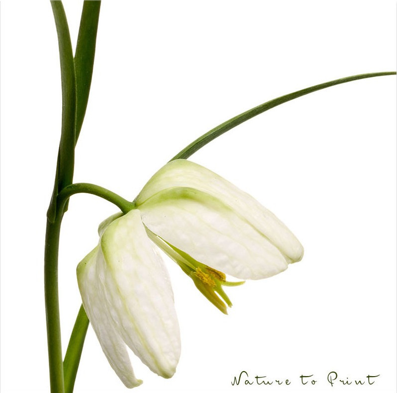 Weiße Schachbrettblume. freigestellt auf Weiß | Blumenbild von Nature to Print