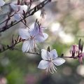 Präriekerze Gaura lindheimeri