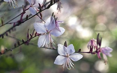 So überlebt Präriekerze Gaura lindheimerii sicher nasskalte Winter