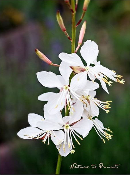 So überlebt Prachtkerze Gaura lindheimeri nasskalte Winter im Garten