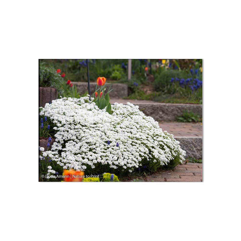Polsterstaude Iberis, die Schleifenblume macht sich entlang einer Gartentreppe breit und hält sie sauber.