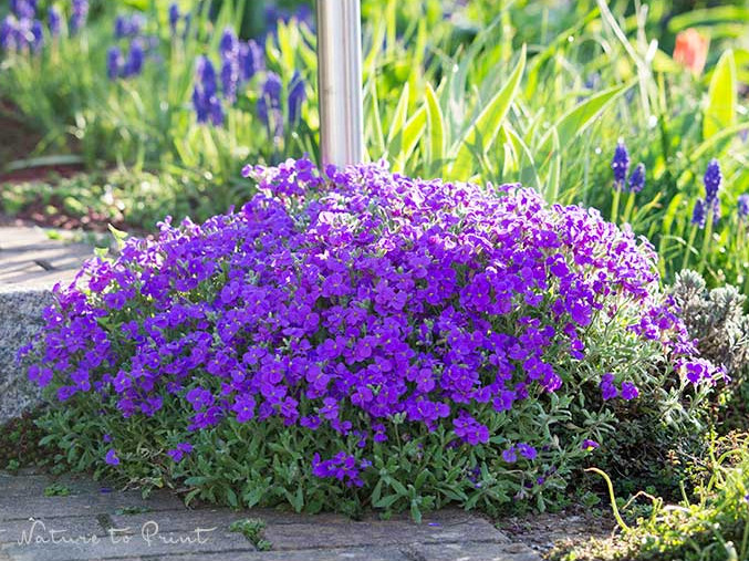 Polsterstaude Blaukissen ist hübsch, breitet sich aber rasant aus