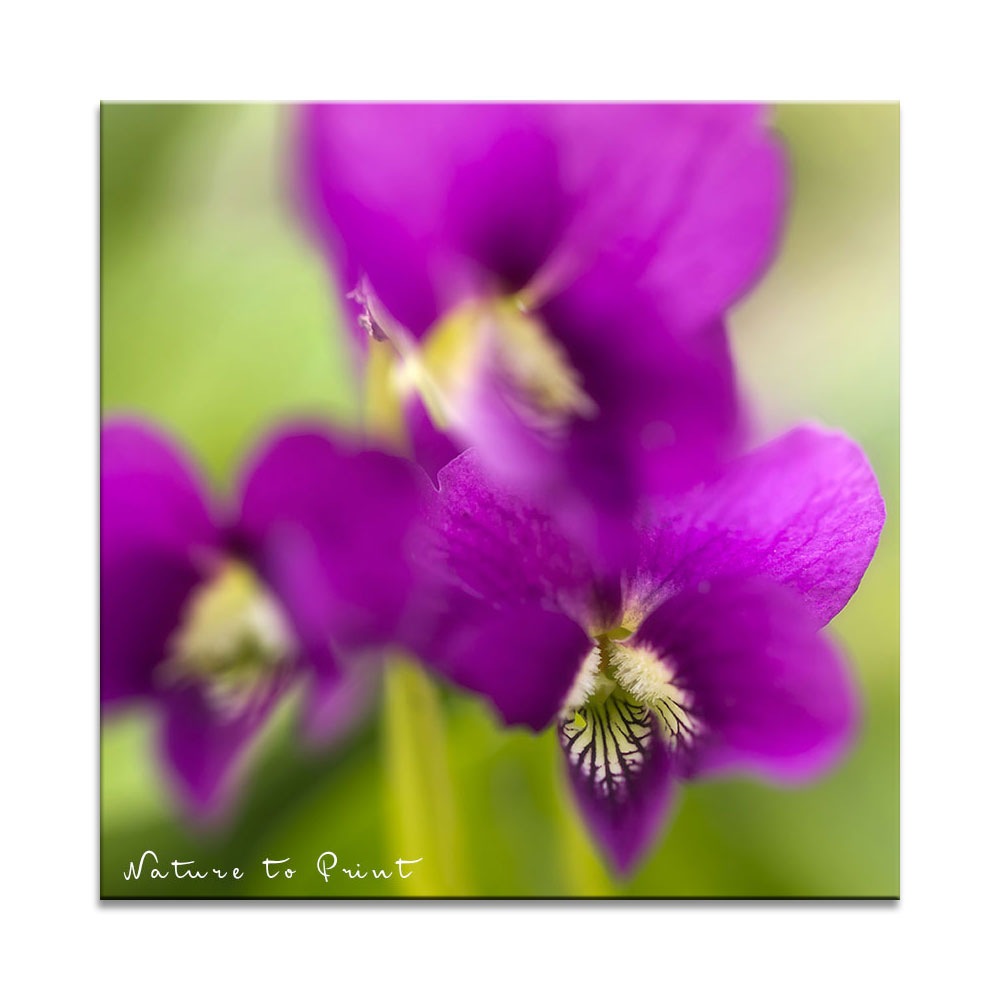 Violettes Pfingstveilchen im Garten | Leichter unkrautfrei mit Veilchen