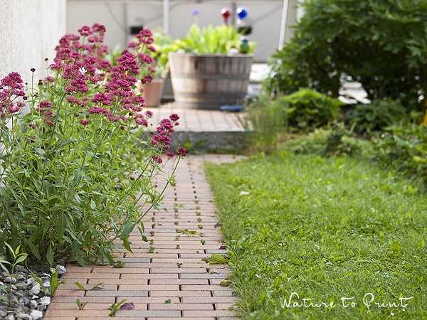 Neues Rosenbeet Wo Blumenbilder Wachsen