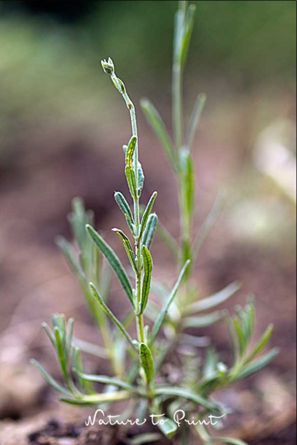 Einjähriger Lavendelsämling aus dem Mulchbett