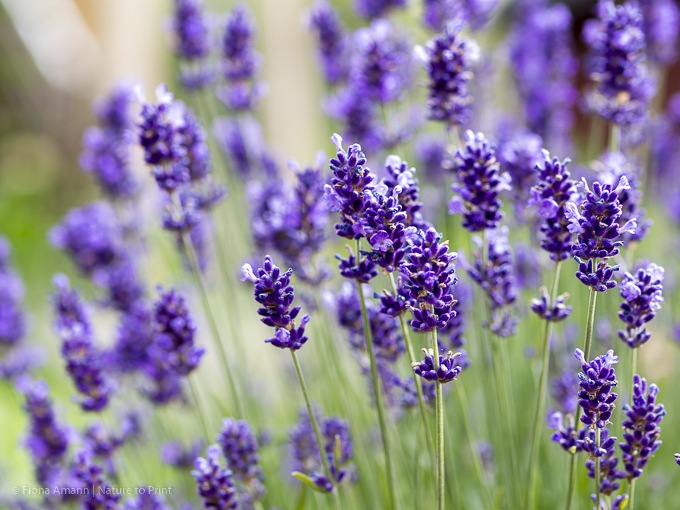 Lavendel gratis – durch die bewährte Mulch-Methode