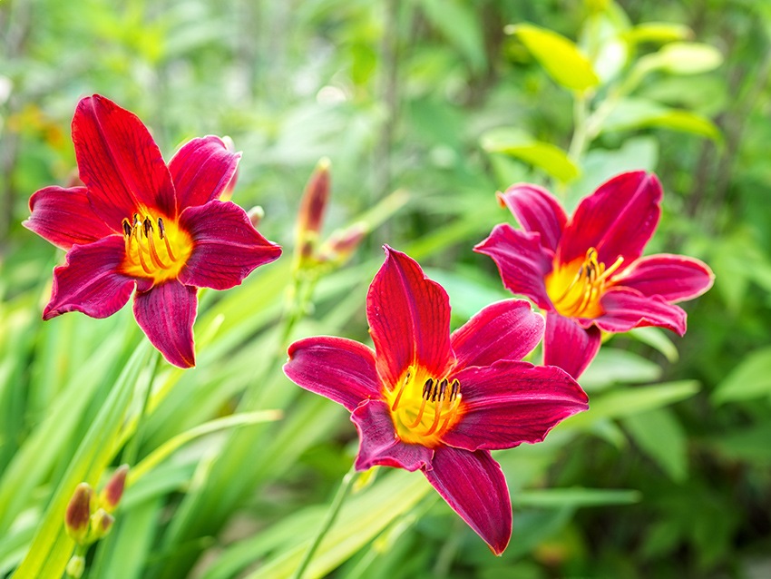 Zauberhafte rote Taglilie im Garten von Nature to Print