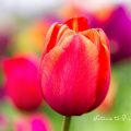 Setzen Sie Blumenzwiebeln nicht zu früh - aus Gründen