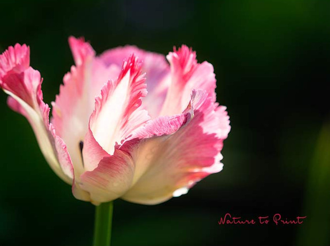 Papageotulpemn sind Prima Ballerinen im Garten
