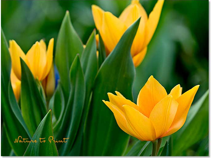 So schön leuchtet Vorfühling. Wildtulpe Praestans Shogun in Knallorange.