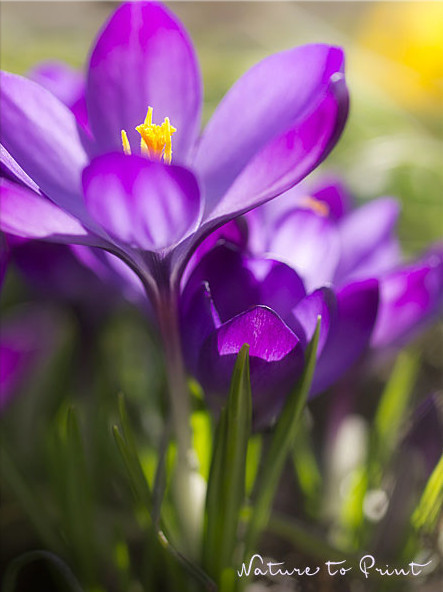 Mit Krokussen beginnt der Frühling schon im Februar oder März