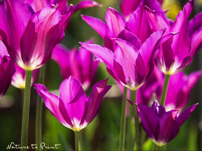 Ein Tulpenmeer mit Purple Dream