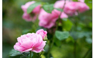 Wurzelnackte Rosen pflanzen. Wann, wie und warum?