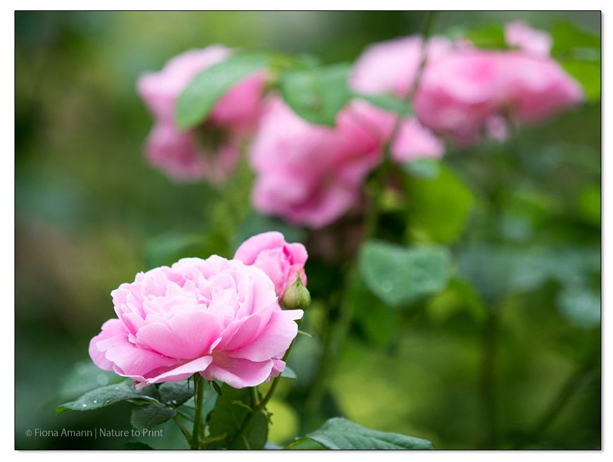 Wurzelnackte Rosen. Warum und wann ist die beste Pflanzzeit?