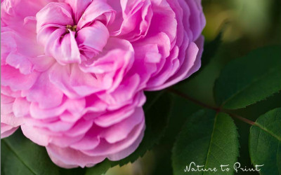 Rose de Resht, persische Rosenschönheit mit großem Duft.