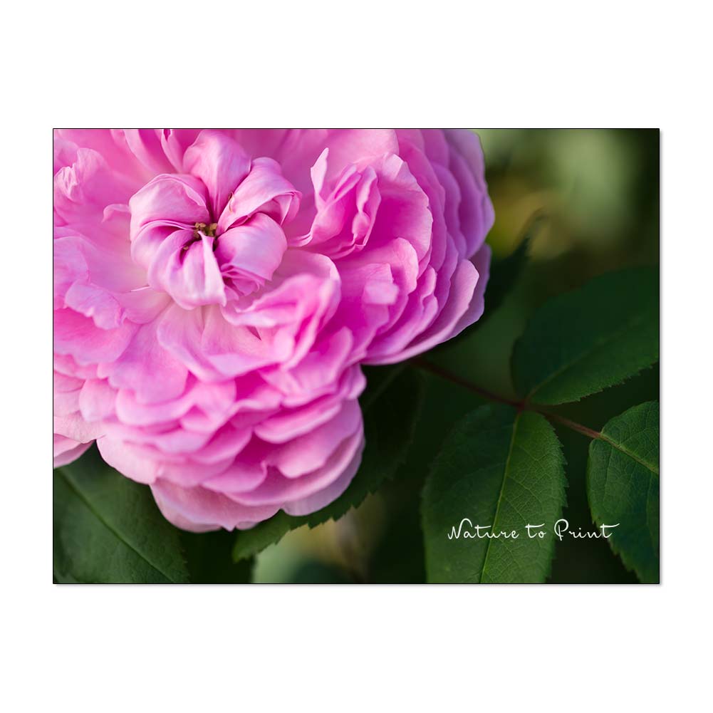 Rose de Resht, persische Rosenschönheit mit großem Duft.