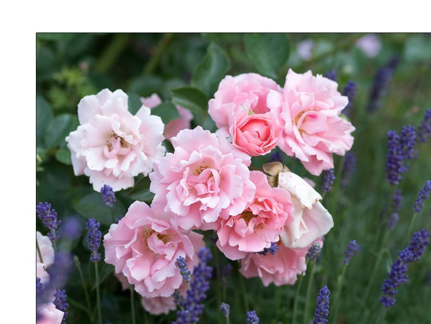Rose Sommerwind. Diese wurzelnackt gepflanzte Bodendeckerrose entwickelte sich schnell zur Lieblingsrose und Dauerblüher am Sonnenhang. Rose Sommerwind. Eine wurzelnackte Rose entwickelt sich schnell zur Lieblingsrose.
