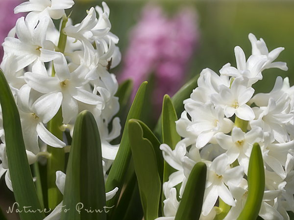 Blumenbild weiße Hyazinthen im Garten von Nature to Print