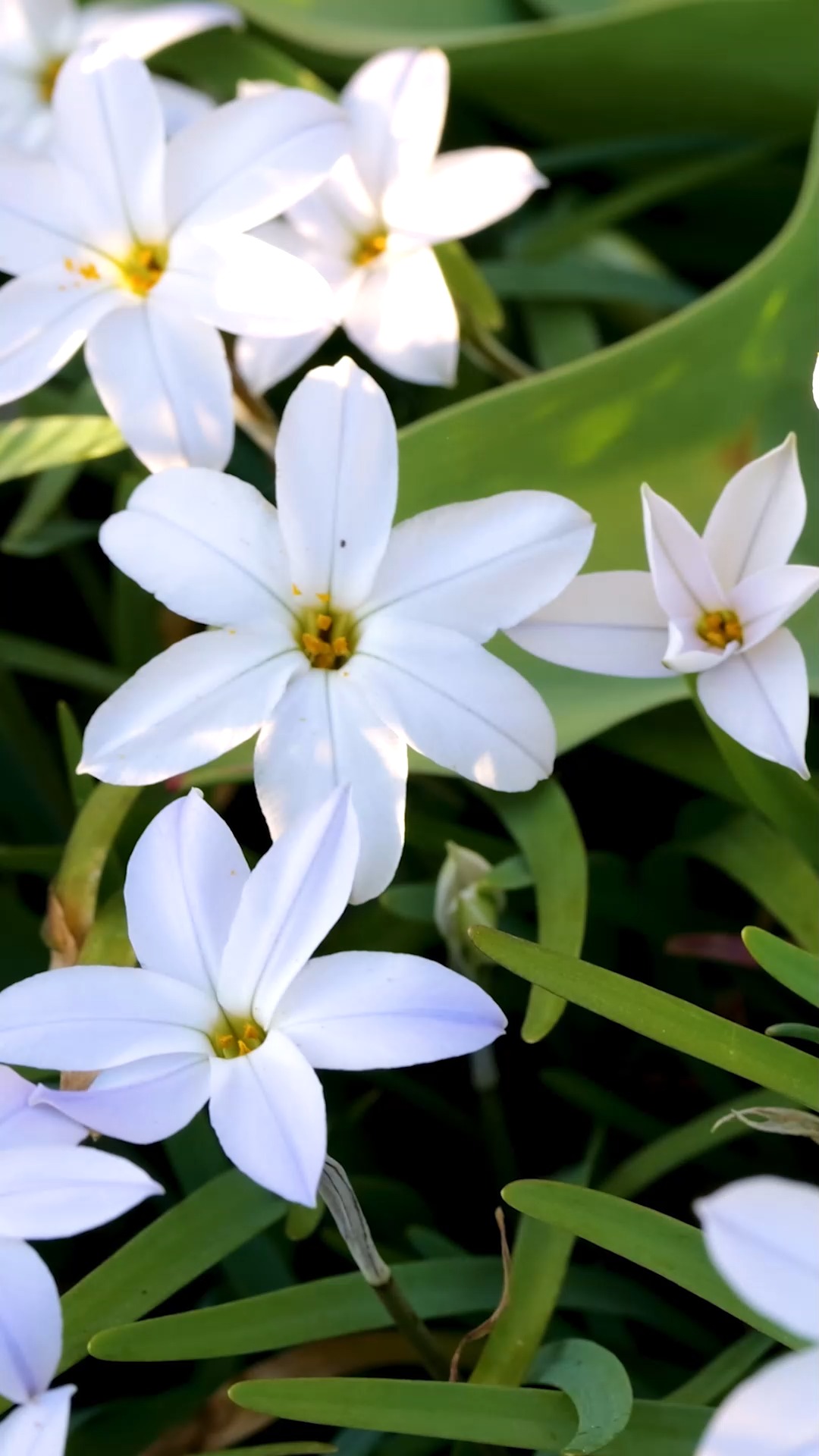 Diese 25 Frühlingsboten zaubern Frühling

Frühblüher sind früh dran. Ihre Aufgabe:. Für Nachwuchs sorgen, Bienen retten und ihre erstaunten Entdecker glücklich machen. Sie auch? Dann los …

Im Blog: Frühblüher. Diese 25 Frühlingsboten zaubern Frühling
https://www.mein-blumenbild-des-tages.de/25-fruehblueher/